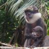 Ecovolontariat pour la protection des primates du sud bénin