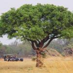 Emotion planet voyage insolite ethique afrique du sud volontariat guépard