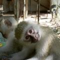 Ecovolontariat dans le sanctuaire des singes vervets en Afrique du Sud