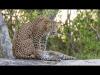 Embedded thumbnail for Sri Lanka Sauvage : Sur la terre des léopards