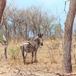 Spécialiste Afrique du Sud Safari à pied Afrique du Sud