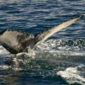 Séjour baleine en Islande